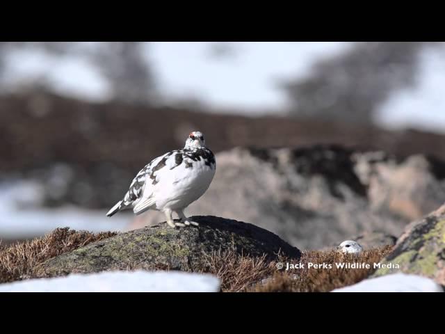 Wildlife Showreel: Jack Perks Wildlife Media