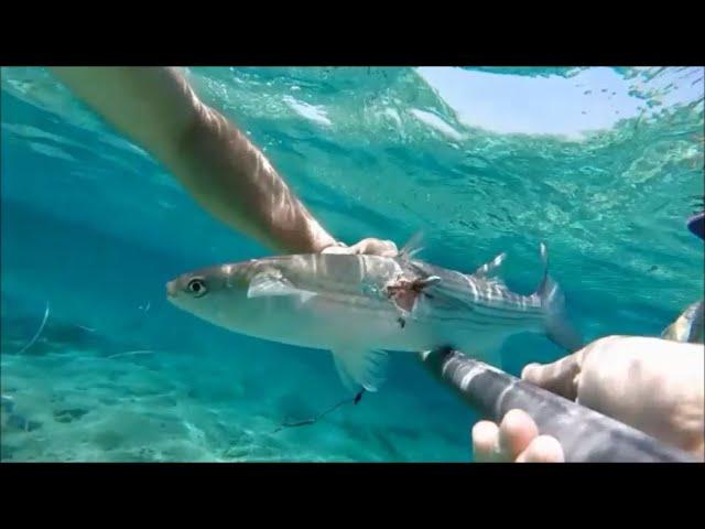 CHASSE SOUS MARINE :  LA PÊCHE EN APNÉE QUE J'AIME...