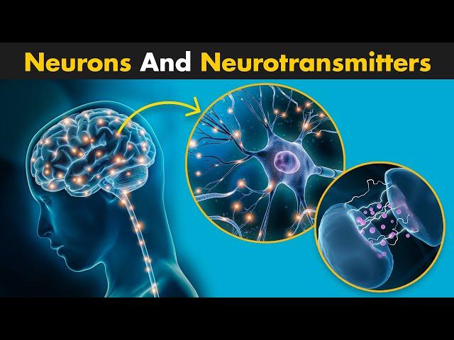 Neurons And Neurotransmitters | A Complete Guide