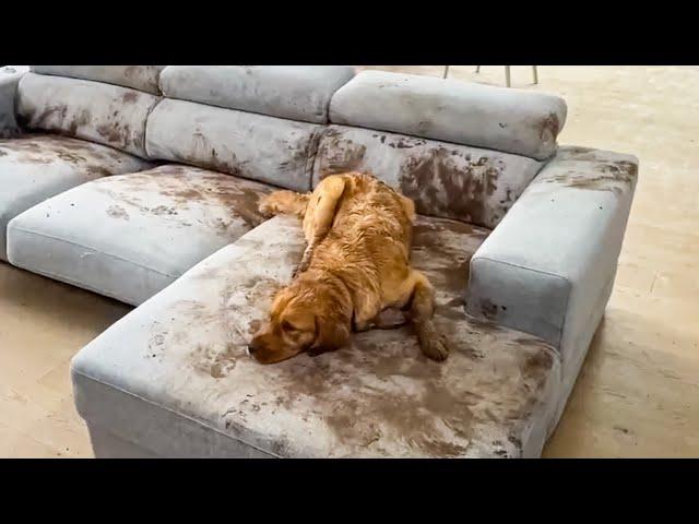 Dog Makes Muddy Mess | FUNNIEST Animal Videos