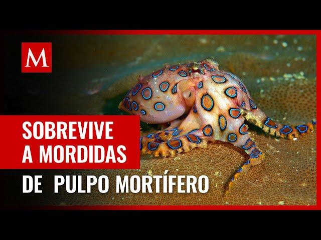 Mujer sobrevive tras ser mordida por un pulpo capaz de causar la muerte