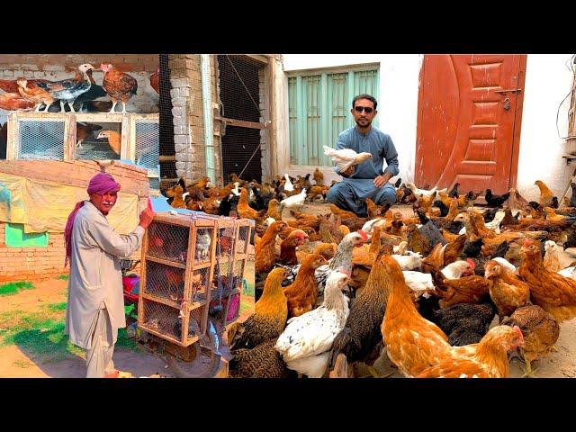 Golden Misri Hens Farming in Pakistan