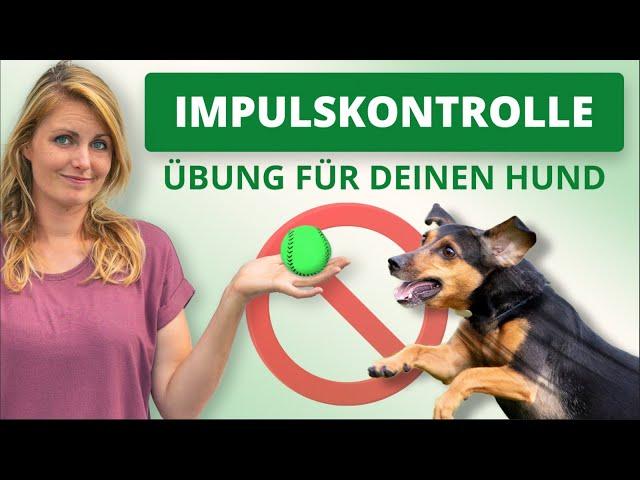 Impulskontrolle im Hundetraining: Grundlage für ein gutes Antijagdtraining