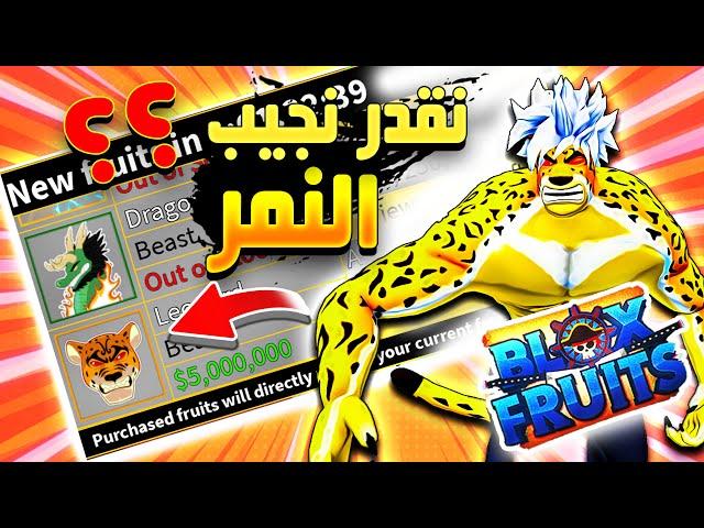 من نوب لمحترف #7 النمر في الشوب هل حقدر اجيب 5 مليون في ساعتين واشتريه ؟   Roblox Blox Fruits