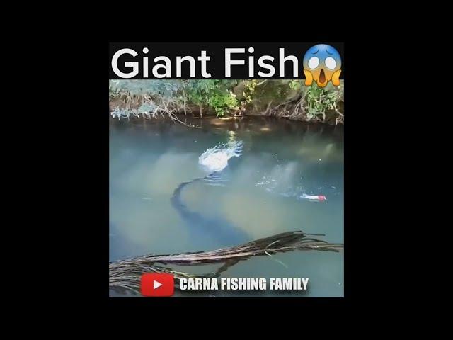 What's this Big Fish ? #fishing #bigfish #silure #shorts