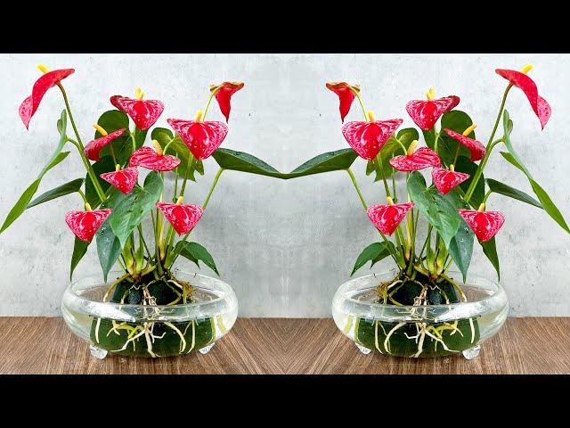 Super-flowering Red Anthurium. Grow in water with simple method