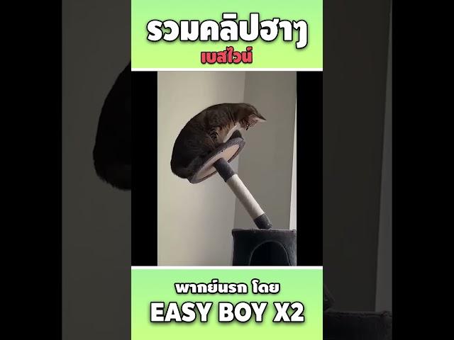 รวมคลิปฮา พากย์นรก #short #easyboy #คลิปฮา #เบสไวน์