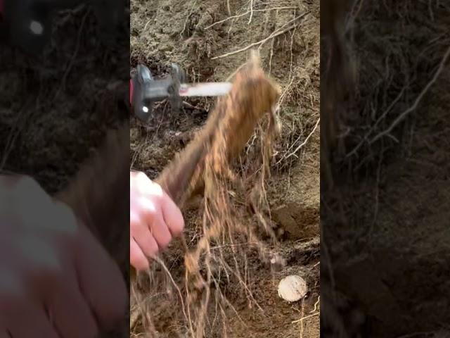 DIY Quickest Way to Remove Pesky Tree Roots From Retaining Wall Prep Excavation