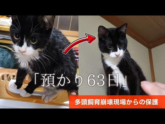 【緊急保護猫】預かり63日 最後のお世話   A record of the growth of a rescued cat