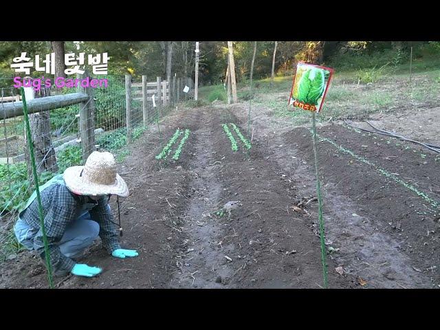 [숙네 텃밭]10월에 심은 씨앗이 일주일동안 이렇게 자랐어요.