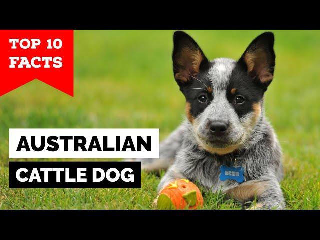 Australian Cattle Dog - Top 10 Facts