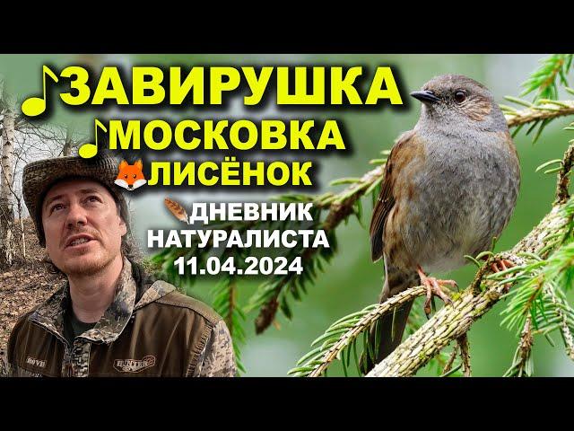 Лесная завирушка. Дневник натуралиста. 1-я декада апреля 2024 г.
