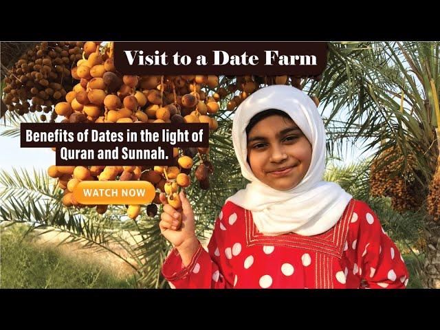 Dates fruit | Dates palm | Dates in Quran and Hadith | Dates Benefits | Dates Farm | Stages of dates