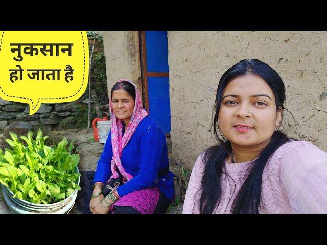 पहाड़ों में राई की खेती और व्यस्त जिंदगी 🫡।। pahadi lifestyle vlog।। anchalranavlogs।।