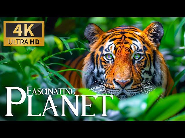 Fascinating Planet Exploration 4K  Gorgeous Wildlife Revelation with Soft Piano Reflections 