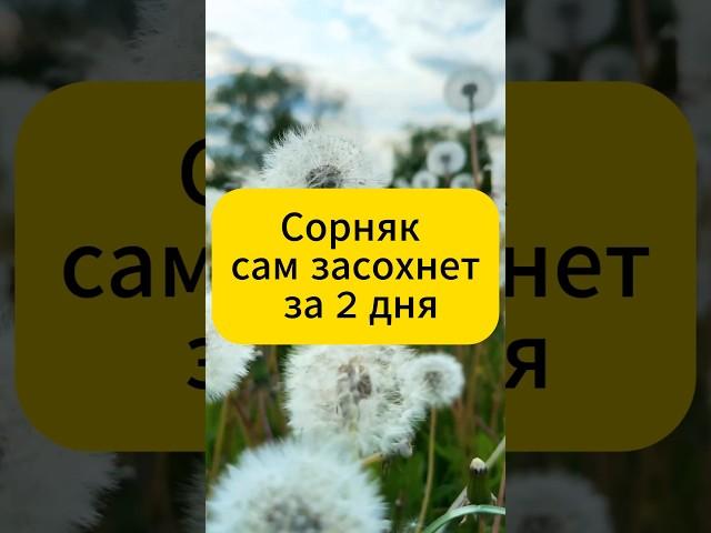 Сорняк сам засохнет за 2 дня без химии! #дача #огород #сад #вредители #советы #сорняки