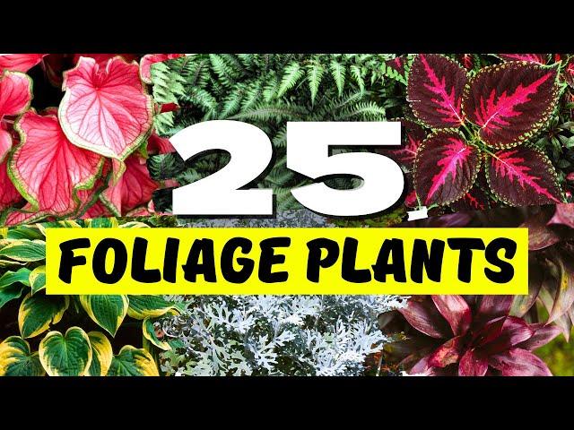 25 Best Outdoor Foliage Plants for a Lush, Green Garden! 