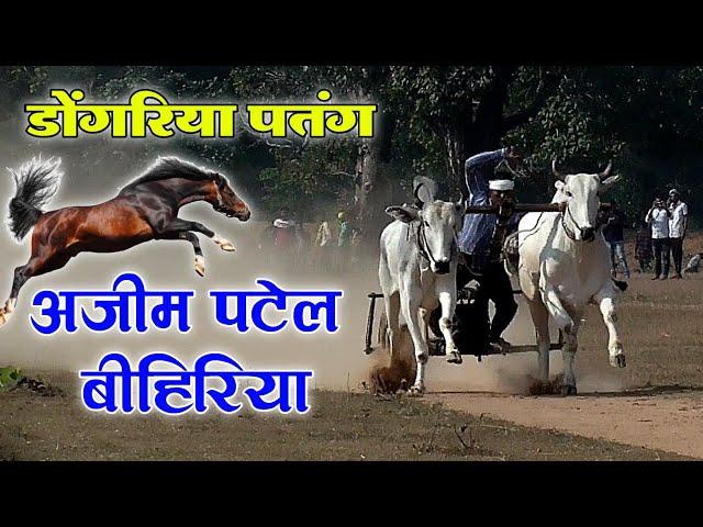 अज़ीम पटेल बीहिरिया डोंगरिया पतंग | bailgada video | बैलगाडा शर्यत 2021 | pat pratiyogita takhla