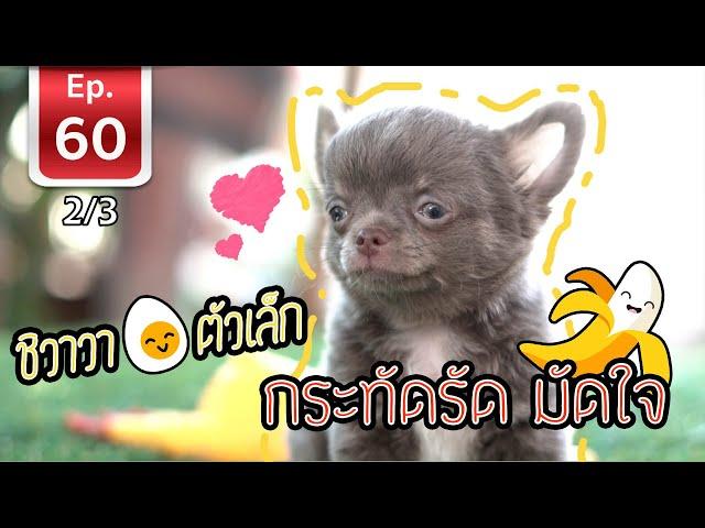 Chihuahua ชิวาวา ตัวเล็ก กะทัดรัด มัดใจ - เพื่อนรักสัตว์เอ้ย EP 60 [2/3]