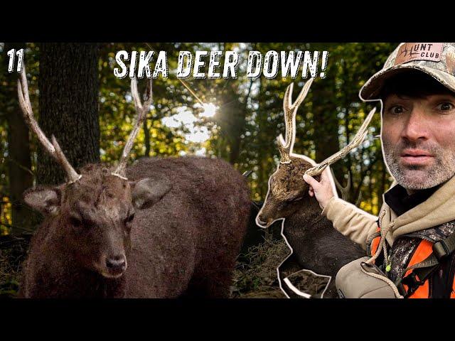 Hunting the SIKA deer RUT… SPOOKIEST hunt of the year!!