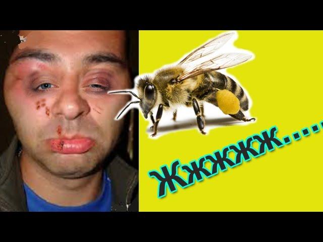 Пчелы-это жесть! Топ приколы с животными 2016 Приколы с пчелами | Top 10