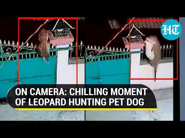 Viral video | Watch: Leopard jumps over a gate, grabs pet dog by its neck and escapes