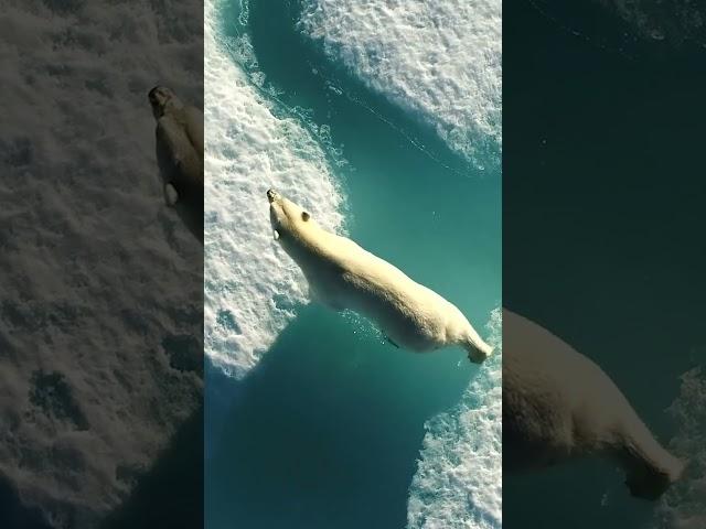 Polar Bears of Baffin Island
