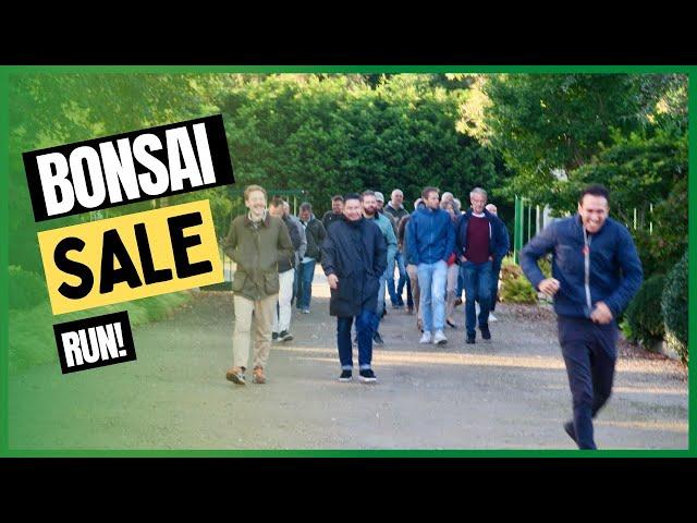 Bonsai Sale at Danny Use Belgium