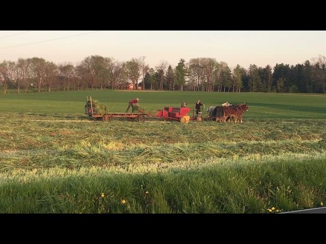 Amish making hay in Lancaster County, PA