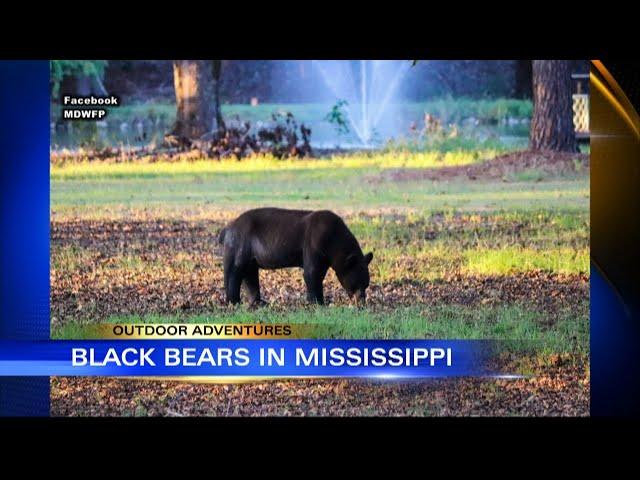 Outdoor Adventures with Chelsea: Wildlife expert explains black bear presence in Mississippi