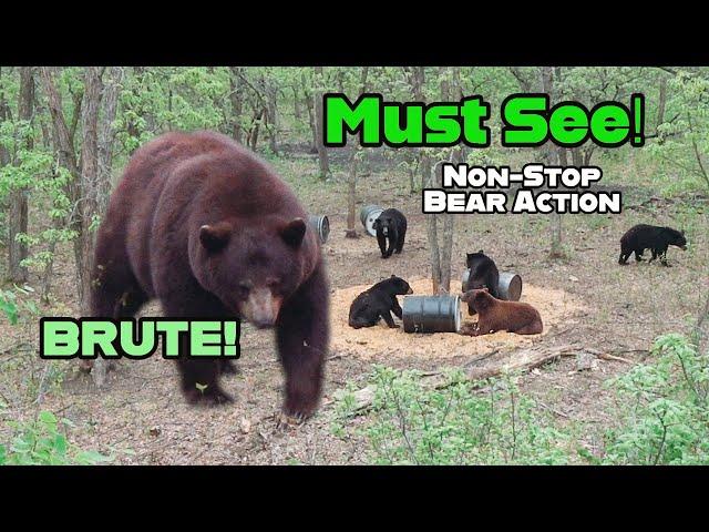 Non-Stop Bear Hunting Action - a Movie (Manitoba)