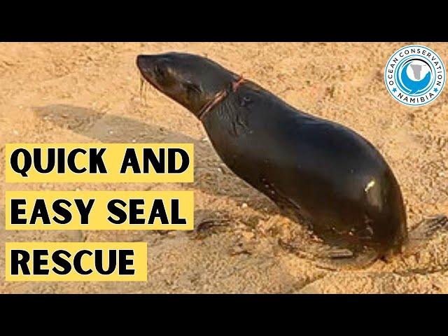 Quick and Easy Seal Rescue