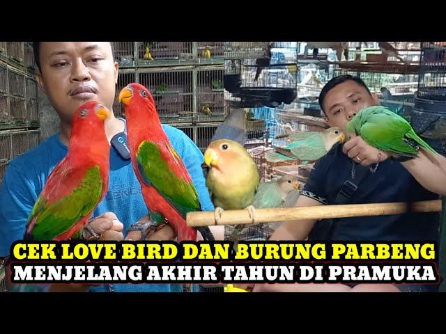 HARGA BURUNG LOVE BIRD DAN BURUNG PARUH BENGKOK MENJELANG AKHIR TAHUN DI PASAR BURUNG PRAMUKA