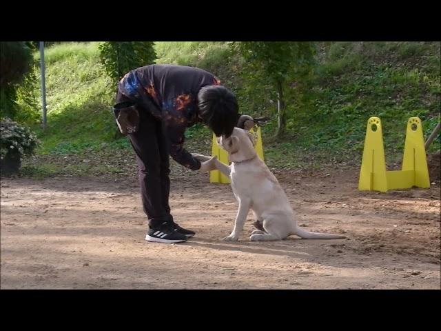 清水家庭犬・警察犬訓練所ラブラドール子犬５ヶ月ネック動画