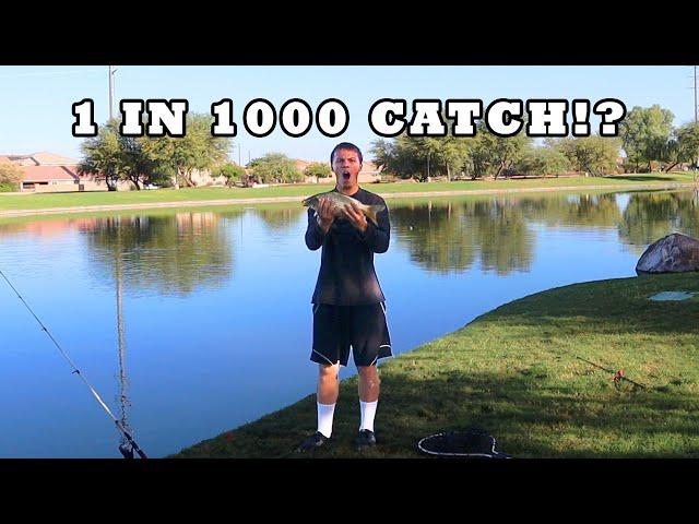 This Pond is LOADED With RARE FISH (1 in 1000 catch)