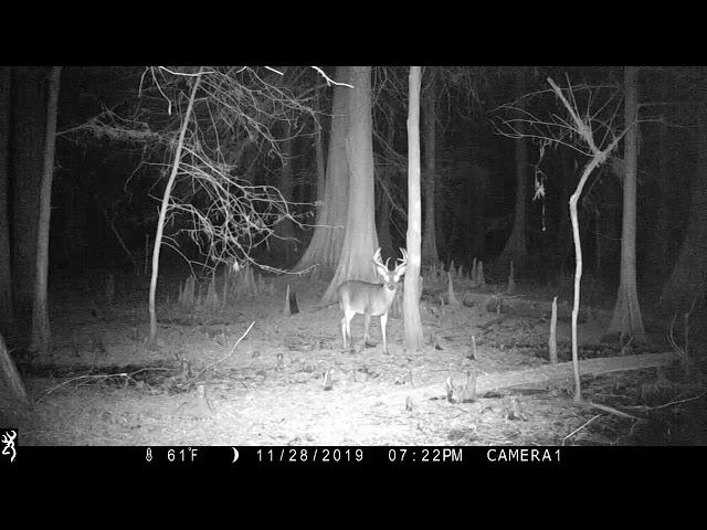 Trail Cam Video, Public Land Swamp, South Louisiana 2019 through 2020.