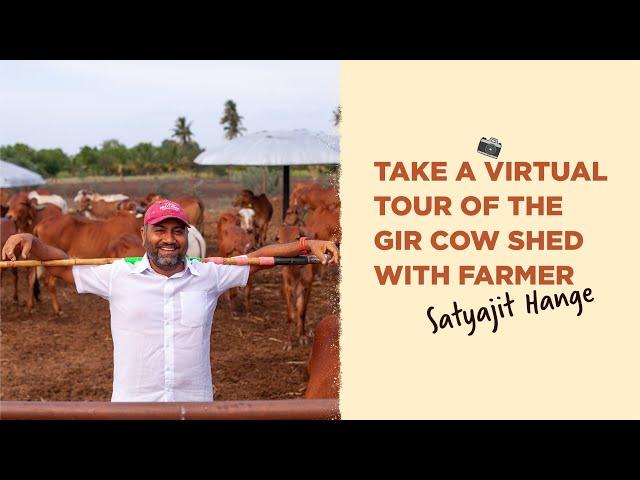 Two Brothers Organic Farms Open Cow Shed - Indian Indigenous Cows (Desi Cows) Gir variety