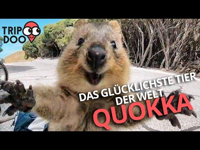 Das glücklichste Tier der Welt! Quokkas aus Australien! | Tripdoo.de