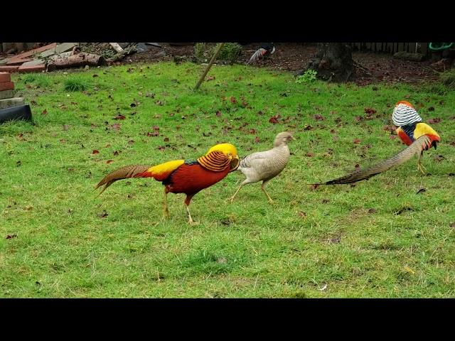 Silver pheasant, Red golden pheasant, Lady amherst Pheasant dancing together