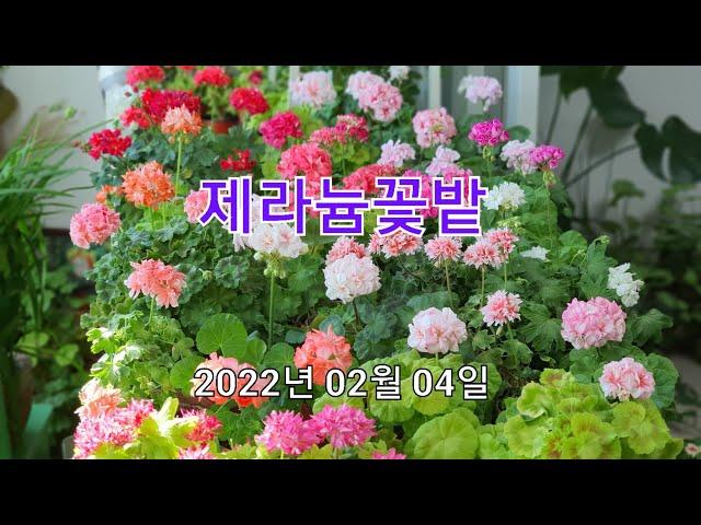 2022년 02월 04일 제라늄꽃밭 / Pelagonium/ Geranium Flowers