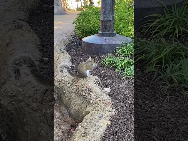 何食べてるんだろう #リス #squirrel #アメリカ