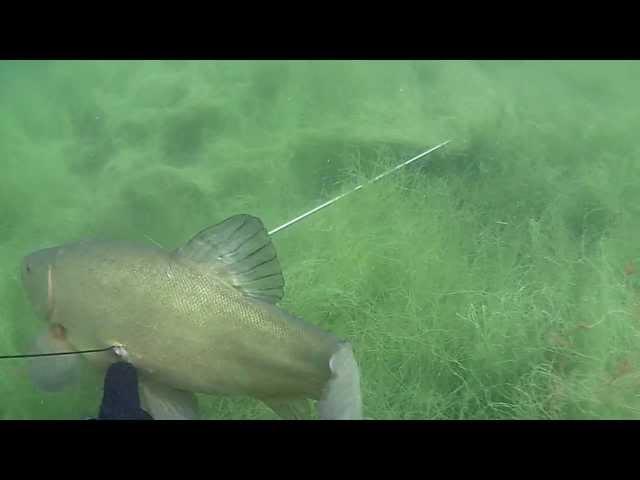 Spearfishing in Poland: Budzisławskie liny