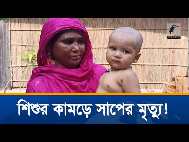 চু'য়া'ডা'ঙ্গা'য় মা'ন'ব শি'শু'র কা'ম'ড়ে সা'পে'র মৃ'ত্যু | Chuadanga Snake News