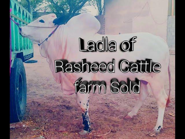 Biggest Beauty is Sold || Ladla of Rasheed Cattle farm || Qurbani 2k20