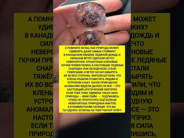 КЛЁН АТАКУЕТ! Природа превратила дерево в ледяное оружие! Интересные факты. #история #факты