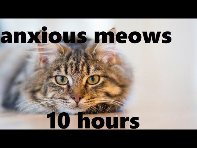 Anxious Cat Meows (10 hours)