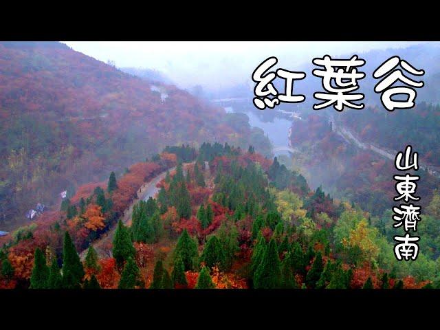 山東濟南 - 紅葉谷 Red Leaves Canyon, Jinan Shandong (China)