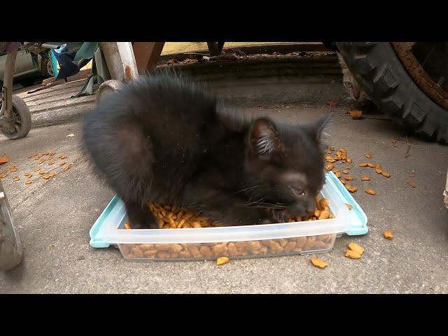 Little kitten so hungry, he fight other kitten come to eat his food