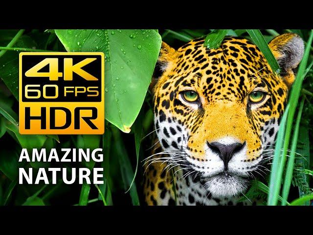 Amazing Colors of Nature in 4K HDR 60fps - Tropical Animals and Relaxing Music