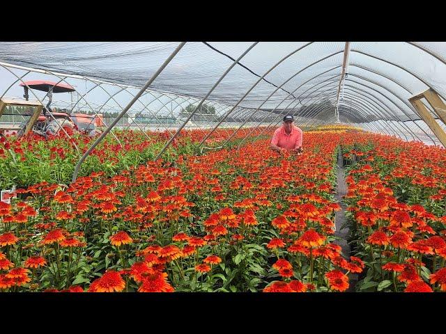 Echinacea Moab Sunset (Coneflower) // Wonderful, Colorful Perennial for Sunny, Well-drained Sites 